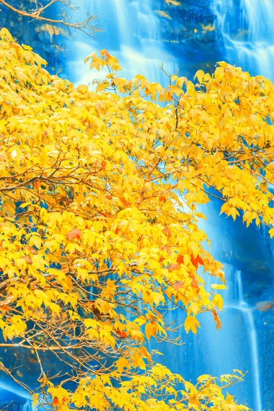 Φωτεινά Δέντρα Σφενδάμου Μπροστά Από Έναν Καταρράκτη Φθινόπωρο Κίτρινα Και — Φωτογραφία Αρχείου