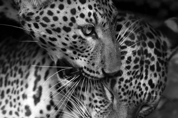 Пара Индокитайских Леопардов Ухаживающих Пещере Монохромный Фокус Голову Леопарда — стоковое фото