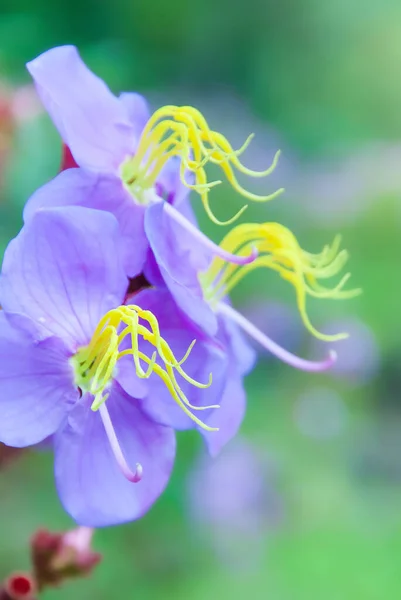 Floração Roxo Flores Melastoma Estação Chuvosa Campo Verde Borrado Fundo — Fotografia de Stock