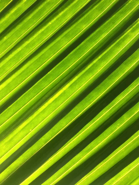 Foglie Palma Verde Strisce Alla Luce Del Sole Tonalità Brillante — Foto Stock