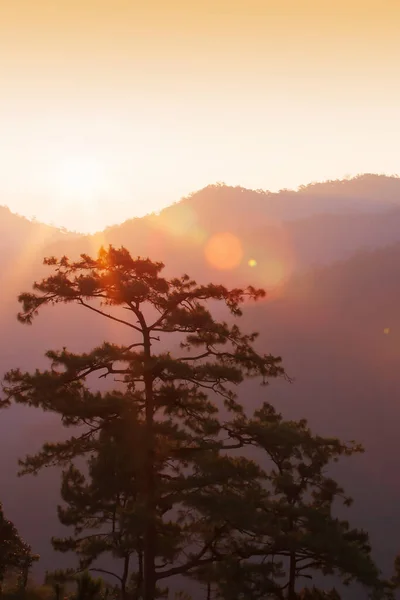 Amanecer Resplandeciente Brilla Sobre Las Montañas Bosque Pinos Rayo Brillante —  Fotos de Stock