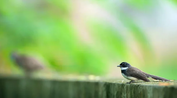 Fantail Ceja Blanca Posa Valla Hormigón Jardín Del Patio Trasero —  Fotos de Stock