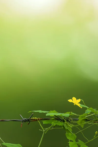 Flor Cabaça Hera Amarela Florescente Cerca Arame Farpado Jardim Verde — Fotografia de Stock