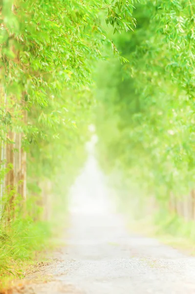 Verde Strada Alberata All Alba Una Strada Sterrata Emty Che — Foto Stock