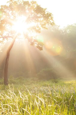 Parlak gün doğumu çimenlerin üzerinde ışıldıyor çiçek tarlaları ve arka planda bulanık yeşil orman, mercekli büyülü ışık huzmesi. Çimen çiçeklerine odaklan..
