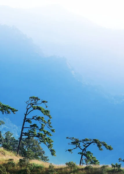 Scenery of blue mountains and pine forest in winter, soft sunrise shines on layers of mountains in the background. Focus on pine forest.