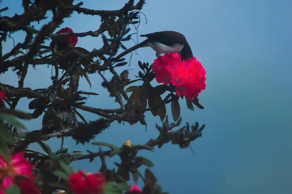 Schwarzkopf Sibia Das Rote Rhododendronblumen Bestäubt Steht Voller Blüte Himalaya — Stockfoto