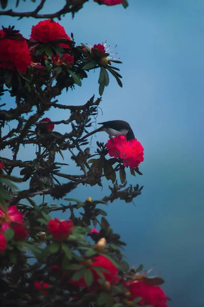 Black Headed Sibia Pollinating Red Rhododendron Flower Bloom Himalayas Forest — Stock Photo, Image