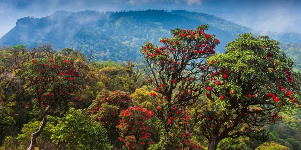Paisaje Antiguo Bosque Rododendros Plena Floración Cima Montaña Floreciendo Flores —  Fotos de Stock
