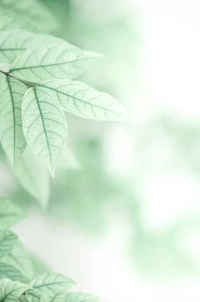 Декоративне Зелене Дерево Тропічному Саду Світло Зелене Листя Фоні Білої — стокове фото