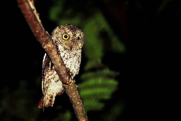 Hibou Pétoncle Orient Perche Sur Branche Arbre Nuit Forêt Evergreen — Photo