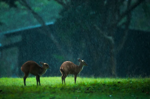 Mãe Veado Latido Comum Fawn Pastando Prado Verde Chuva Parque — Fotografia de Stock