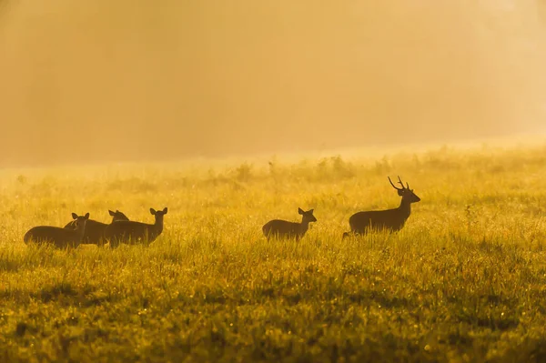 Een Kudde Herten Die Bij Zonsopgang Een Grasland Ontspant Phu — Stockfoto