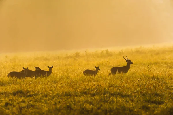 Uma Manada Veados Porco Relaxando Uma Pastagem Nascer Sol Phu — Fotografia de Stock