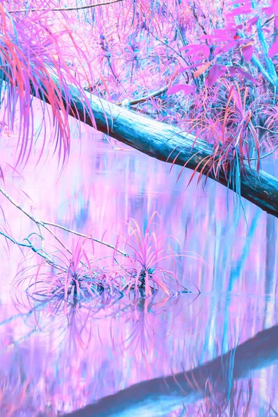 Floresta Outono Colorida Reflexão Log Superfície Riacho Criativa Roxo Violeta — Fotografia de Stock