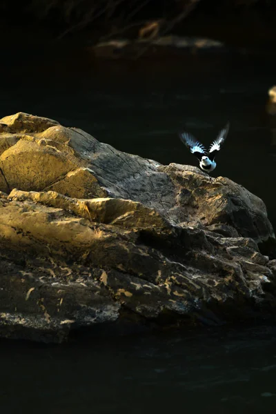 Oiseau Wagtail Blanc Volant Roche Sur Une Rivière Coucher Soleil — Photo