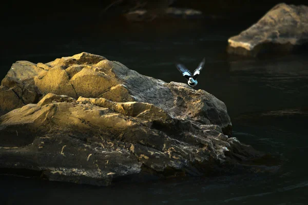 Pájaro Cola Blanca Volando Desde Roca Río Atardecer Migración Aves — Foto de Stock