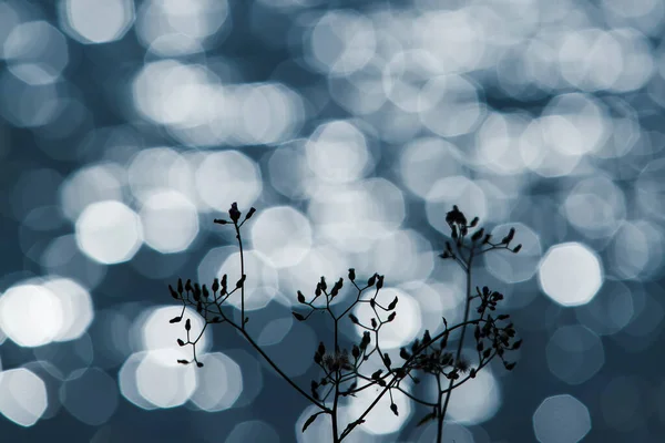 Abstract Wild Flowers Bloom Lake Glittering Silver Bokeh Surface Lake — Stock Photo, Image