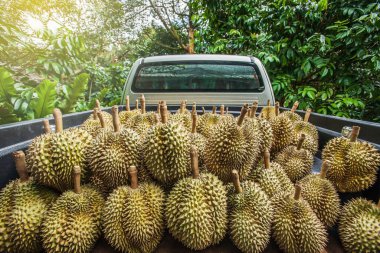 Durian hasadı. Taze Durian dolu bir meyve bahçesinde kamyonet, Güneydoğu Asya 'nın meyve kralı. Chanthaburi, Tayland. Ulaşım. Seçici odak.