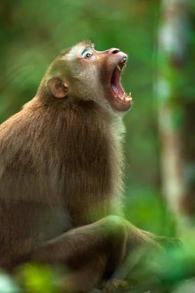 Bâillement Macaque Queue Porc Nordique Sur Les Branches Des Arbres — Photo