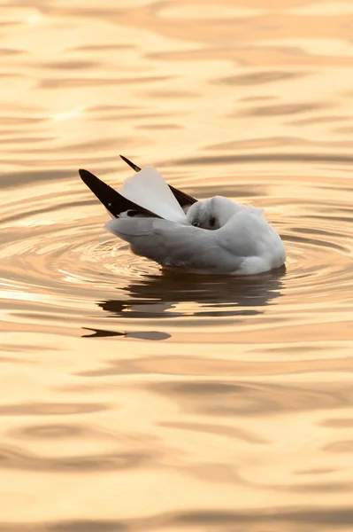 Racek Spící Při Západu Slunce Moři Migrace Ptáků Detailní Záběr — Stock fotografie