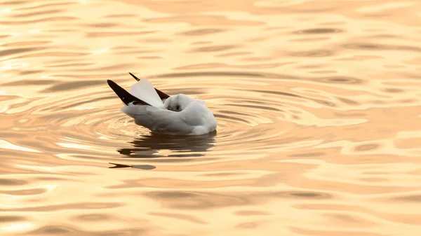 Racek Spící Při Západu Slunce Moři Migrace Ptáků Detailní Záběr — Stock fotografie