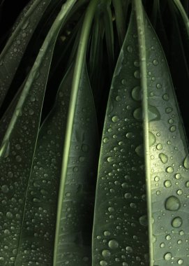 Yağmurdan sonra temiz su yeşil yaprakların üzerine düşer. Yeşil yaprakların üzerine katıksız yağmur damlası. Üst Manzara. Seçici odaklanma. Sabah motivasyon konsepti.