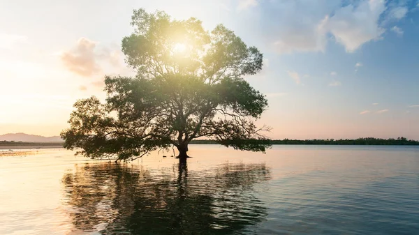Big Mangrove Tree Growing Sea Sun Rising Island Background Environment — 스톡 사진