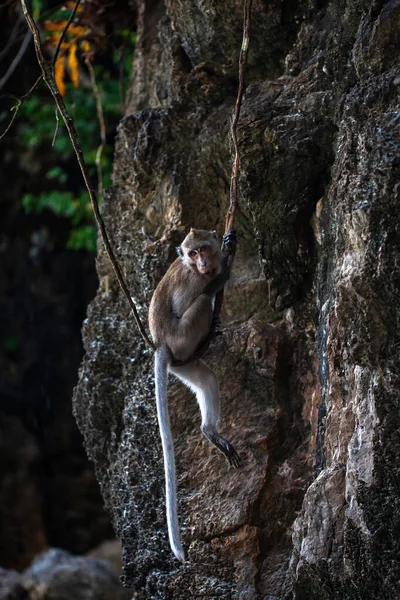 Crab Eating Macaque Playing Swinging Vine Swing Mangrove Forest Close — Photo