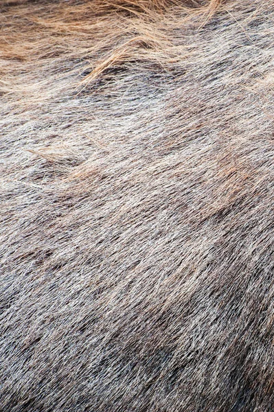 Close Deer Fur Texture Sambar Deer Skin Pattern Selective Focus — Stock Photo, Image