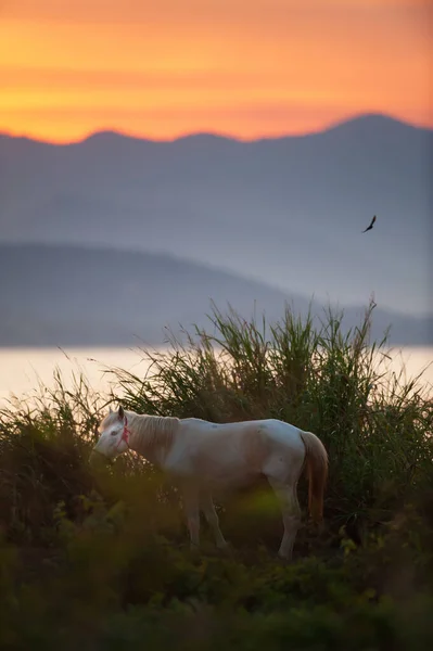 Білий Кінь Грає Луках Під Час Заходу Сонця Чорний Птах — стокове фото