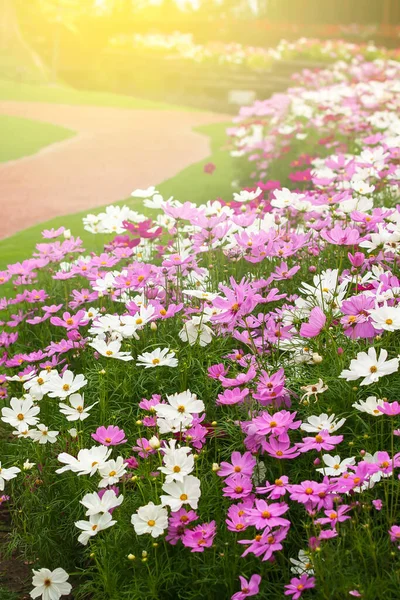 Ein Ruhiger Blumengarten Mit Leerem Kurvenweg Durch Bunte Blumen Voller — Stockfoto