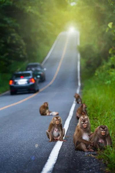 Troupeau Macaques Queue Porc Nordique Détendant Tout Asseyant Sur Une — Photo