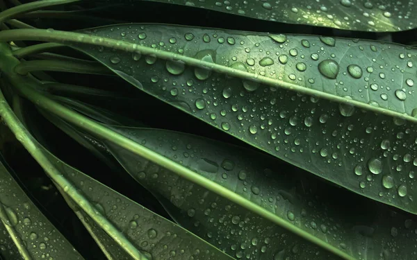 Close Pure Water Drops Green Leaves Rain Pure Raindrops Green — Stock Photo, Image