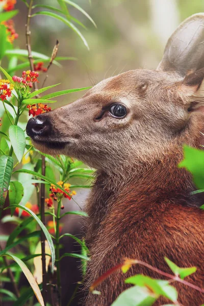 Närbild Lite Fawn Och Mamma Sambar Rådjur Avkopplande Blomsteräng Sommardag — Stockfoto