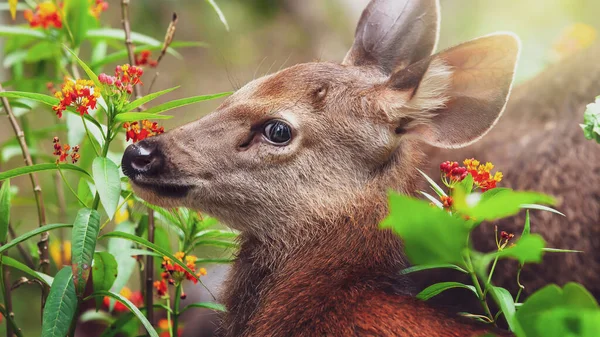 夏の日には 花の畑でリラックスした小さなファンと母のサンバー鹿を閉じます カオヤイ国立公園 ユネスコ世界遺産 — ストック写真