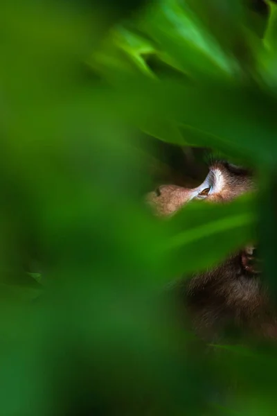 Macaco Cauda Porco Norte Que Olha Para Cima Numa Floresta — Fotografia de Stock