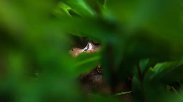 Macaco Cauda Porco Norte Que Olha Para Cima Numa Floresta — Fotografia de Stock