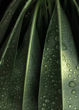 Yağmurdan sonra temiz su yeşil yaprakların üzerine düşer. Yeşil yaprakların üzerine katıksız yağmur damlası. Üst Manzara. Seçici odaklanma. Sabah motivasyon konsepti.