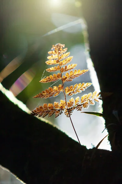 Közelkép Arany Páfránylevél Vadon Termő Faágakban Ragyogó Napfelkelte Ragyog Egy — Stock Fotó