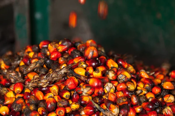 Seleziona Olio Palma Olio Palma Frutti Semi Kernel Luogo Lavoro — Foto Stock