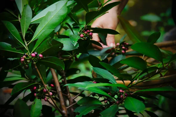 Memanen Buah Buahan Matang Yang Bisa Dimakan Hutan Tropis Tangan — Stok Foto