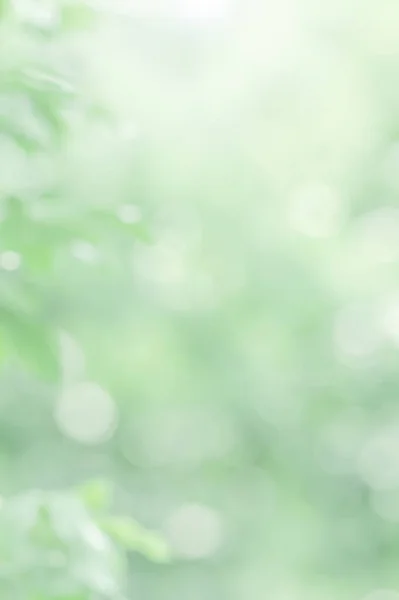 Oskärpa Gröna Träd Förgrenar Sig Morgonljuset Bokeh Naturligt Suddig Bakgrunden — Stockfoto