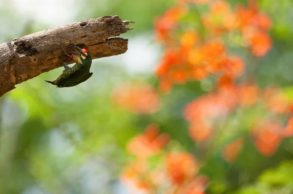 Ein Kupferschmied Barbet Sorgfältig Selec — Stockfoto