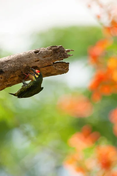 Ένας Coppersmith Barbet Προσεκτικά Selec — Φωτογραφία Αρχείου