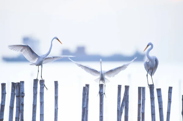 Flock Great Egret Perching Flying Shoreline Dusk Container Ship Blurred — Stock Photo, Image