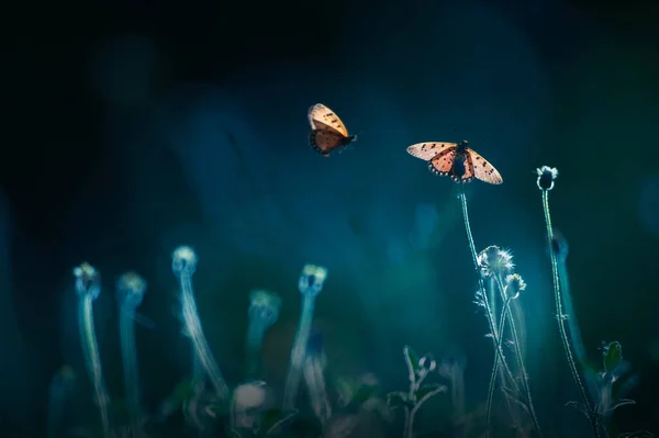 Rój Motyli Monarchy Latających Zapylających Dzikich Polach Kwiatów Wschodzie Słońca — Zdjęcie stockowe