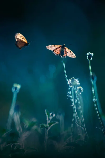 Enjambre Mariposas Monarca Volando Polinización Los Campos Flores Silvestres Amanecer — Foto de Stock