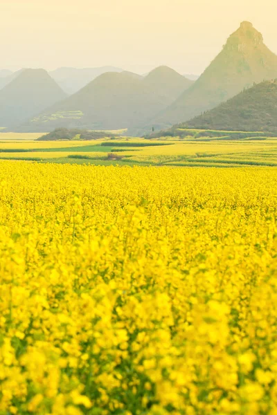 Landschaft Gelb Senf Blüht Felder Voller Blüte Frühling Blühende Senfblütenfelder — Stockfoto