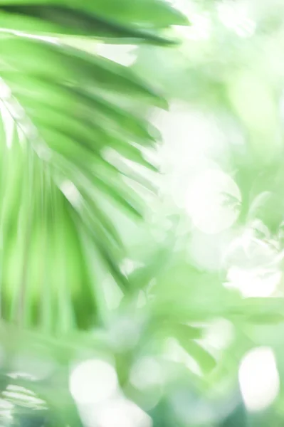 Дефокусове Зелене Листя Пальми Сонячному Світлі Яскравий Боке Розмиті Натуральні — стокове фото